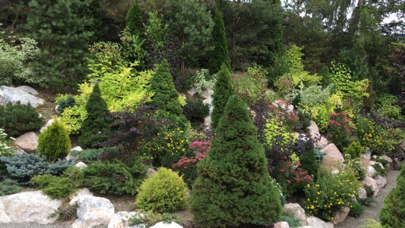 Rocaille plantée